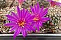 Нажмите на изображение для увеличения.

Название:	Mammillaria deherdtiana.JPG
Просмотров:	165
Размер:	406.1 Кб
ID:	371836