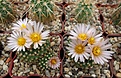 Нажмите на изображение для увеличения.

Название:	Pediocactus knowltonii.JPG
Просмотров:	147
Размер:	440.8 Кб
ID:	371837