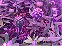 Нажмите на изображение для увеличения.

Название:	IMG_2498.JPG
Просмотров:	334
Размер:	267.8 Кб
ID:	371854