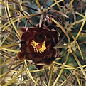 Нажмите на изображение для увеличения.

Название:	Glandulicactus_wrightii_SB341_8y_2.JPG
Просмотров:	146
Размер:	82.4 Кб
ID:	371869