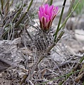 Нажмите на изображение для увеличения.

Название:	Gymnocactus subterraneus.jpg
Просмотров:	1974
Размер:	69.0 Кб
ID:	371904