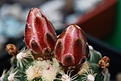 Нажмите на изображение для увеличения.

Название:	Pediocactus_knowltonii .jpg
Просмотров:	181
Размер:	420.8 Кб
ID:	371926