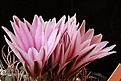 Нажмите на изображение для увеличения.

Название:	turbinicarpus_rubriflorus.JPG
Просмотров:	209
Размер:	307.0 Кб
ID:	371928