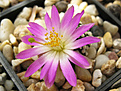 Нажмите на изображение для увеличения.

Название:	Mammillaria luethyi.jpg
Просмотров:	197
Размер:	391.3 Кб
ID:	371973