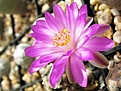 Нажмите на изображение для увеличения.

Название:	Mammillaria theresae.jpg
Просмотров:	171
Размер:	157.5 Кб
ID:	371974
