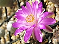 Нажмите на изображение для увеличения.

Название:	Mammillaria theresae.jpg
Просмотров:	202
Размер:	157.5 Кб
ID:	371974