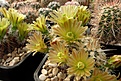 Нажмите на изображение для увеличения.

Название:	Echinocereus chloranthus Jarilla.JPG
Просмотров:	165
Размер:	400.6 Кб
ID:	371980