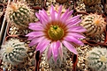 Нажмите на изображение для увеличения.

Название:	Echinocereus baileyi.JPG
Просмотров:	198
Размер:	488.2 Кб
ID:	371982