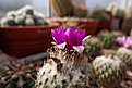 Нажмите на изображение для увеличения.

Название:	Encephalocarpus strobiliformis.JPG
Просмотров:	184
Размер:	442.9 Кб
ID:	371985