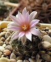 Нажмите на изображение для увеличения.

Название:	Turbinicarpus_laui_CH648_4y.JPG
Просмотров:	189
Размер:	80.4 Кб
ID:	371987