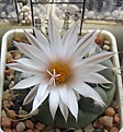 Нажмите на изображение для увеличения.

Название:	Turbinicarpus_rioverdensis_PP204_8y.JPG
Просмотров:	195
Размер:	83.5 Кб
ID:	371988