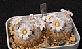 Нажмите на изображение для увеличения.

Название:	Mammillaria carmenae.JPG
Просмотров:	199
Размер:	162.2 Кб
ID:	372034