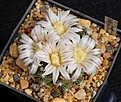 Нажмите на изображение для увеличения.

Название:	Mammillaria coahuilensis.JPG
Просмотров:	191
Размер:	152.4 Кб
ID:	372035