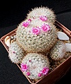 Нажмите на изображение для увеличения.

Название:	Mammillaria sp..JPG
Просмотров:	160
Размер:	178.8 Кб
ID:	372036