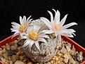 Нажмите на изображение для увеличения.

Название:	Mammillaria pectinifera.JPG
Просмотров:	199
Размер:	110.2 Кб
ID:	372037