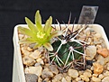 Нажмите на изображение для увеличения.

Название:	Echinocereus davisii.JPG
Просмотров:	189
Размер:	139.8 Кб
ID:	372038