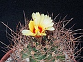 Нажмите на изображение для увеличения.

Название:	Astrophytum senile.JPG
Просмотров:	185
Размер:	197.2 Кб
ID:	372040
