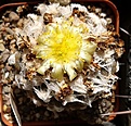 Нажмите на изображение для увеличения.

Название:	Copiapoa hypogaea.jpg
Просмотров:	180
Размер:	146.9 Кб
ID:	372052