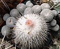 Нажмите на изображение для увеличения.

Название:	Epithelantha unguispina.jpg
Просмотров:	186
Размер:	169.1 Кб
ID:	372057