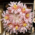 Нажмите на изображение для увеличения.

Название:	Mammillaria lasiacantha.jpg
Просмотров:	175
Размер:	165.3 Кб
ID:	372058
