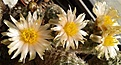 Нажмите на изображение для увеличения.

Название:	Pediocactus despainii SB 1014.jpg
Просмотров:	173
Размер:	157.9 Кб
ID:	372059