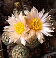 Нажмите на изображение для увеличения.

Название:	Pediocactus despainii SB1014.jpg
Просмотров:	137
Размер:	128.7 Кб
ID:	372060