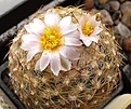 Нажмите на изображение для увеличения.

Название:	Pediocactus knowltonii SB 304.jpg
Просмотров:	185
Размер:	155.7 Кб
ID:	372061