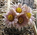 Нажмите на изображение для увеличения.

Название:	Pediocactus_RP103_11y.JPG
Просмотров:	155
Размер:	96.2 Кб
ID:	372068