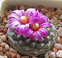 Нажмите на изображение для увеличения.

Название:	Strombocactus_pulcherrimus_RS547_12y.JPG
Просмотров:	161
Размер:	95.9 Кб
ID:	372069