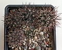 Нажмите на изображение для увеличения.

Название:	Pyrrhocactus_marayensis_VG240.jpg
Просмотров:	254
Размер:	297.1 Кб
ID:	372108