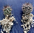 Нажмите на изображение для увеличения.

Название:	Pyrrhocactuss_marayensis_VG240.jpg
Просмотров:	257
Размер:	315.7 Кб
ID:	372109