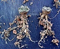 Нажмите на изображение для увеличения.

Название:	Pyrrhocactus_vertongenii_JN42.jpg
Просмотров:	254
Размер:	178.7 Кб
ID:	372113
