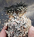 Нажмите на изображение для увеличения.

Название:	Copiapoa_griseoviolacea_seedlings.jpg
Просмотров:	346
Размер:	318.5 Кб
ID:	372114