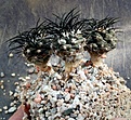 Нажмите на изображение для увеличения.

Название:	Copiapoa_griseoviolacea_seedlings2.jpg
Просмотров:	268
Размер:	303.4 Кб
ID:	372115