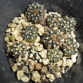 Нажмите на изображение для увеличения.

Название:	Pyrrhocactus_marayensis_VG1142_Los_Papagayos.JPG
Просмотров:	350
Размер:	294.8 Кб
ID:	372117