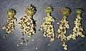 Нажмите на изображение для увеличения.

Название:	Pyrrhocactus_marayensis_VG1142_Los_Papagayos2.JPG
Просмотров:	258
Размер:	347.8 Кб
ID:	372118