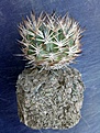 Нажмите на изображение для увеличения.

Название:	Pyrrhocactus_umadeave.jpg
Просмотров:	248
Размер:	333.9 Кб
ID:	372119