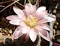 Нажмите на изображение для увеличения.

Название:	Gymnocalycium bruchii.jpg
Просмотров:	163
Размер:	155.9 Кб
ID:	372123