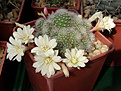 Нажмите на изображение для увеличения.

Название:	Rebutia pulvinosa subs. albiflora.jpg
Просмотров:	141
Размер:	267.3 Кб
ID:	372127