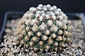 Нажмите на изображение для увеличения.

Название:	Pediocactus knowltonii SB 304-.jpg
Просмотров:	540
Размер:	51.8 Кб
ID:	372131