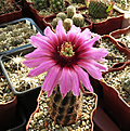 Нажмите на изображение для увеличения.

Название:	Echinocereus melanocentrus.JPG
Просмотров:	138
Размер:	363.9 Кб
ID:	372135