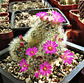 Нажмите на изображение для увеличения.

Название:	Mammillaria laui.JPG
Просмотров:	150
Размер:	379.6 Кб
ID:	372136