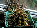 Нажмите на изображение для увеличения.

Название:	Gymnocalycium schickendantzii.jpg
Просмотров:	683
Размер:	356.0 Кб
ID:	372142