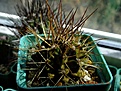 Нажмите на изображение для увеличения.

Название:	Gymnocalycium schickendantzii.jpg
Просмотров:	629
Размер:	356.0 Кб
ID:	372142