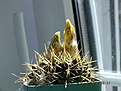 Нажмите на изображение для увеличения.

Название:	notocactus submammulosus.jpg
Просмотров:	685
Размер:	293.7 Кб
ID:	372144