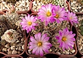Нажмите на изображение для увеличения.

Название:	Escobaria minima (2).JPG
Просмотров:	148
Размер:	489.8 Кб
ID:	372147