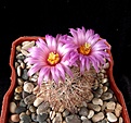 Нажмите на изображение для увеличения.

Название:	Mammillaria wrightii v. wilcoxii.JPG
Просмотров:	140
Размер:	367.5 Кб
ID:	372148