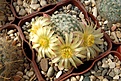 Нажмите на изображение для увеличения.

Название:	Mammillaria solisioides.JPG
Просмотров:	157
Размер:	464.9 Кб
ID:	372149