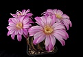 Нажмите на изображение для увеличения.

Название:	Echinocereus adustus v. schwarzii.JPG
Просмотров:	154
Размер:	331.0 Кб
ID:	372151