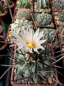 Нажмите на изображение для увеличения.

Название:	Thelocactus rinconensis .jpg
Просмотров:	141
Размер:	298.6 Кб
ID:	372370